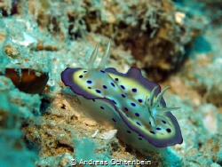 Nudibranch, Risbecia tryoni by Andreas Ochsenbein 